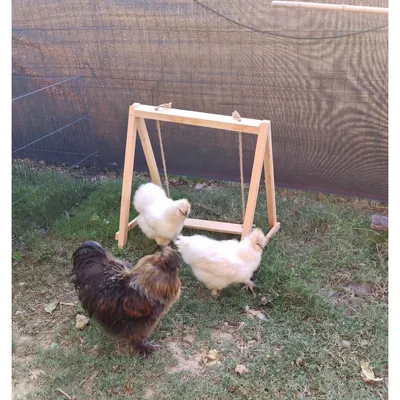 Balançoire à poule en bois, 62 x 42 cm - Bubimex