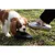 Gourde de Voyage en Inox avec Gamelle Intégrée NOMAD pour Chien - 750 ml