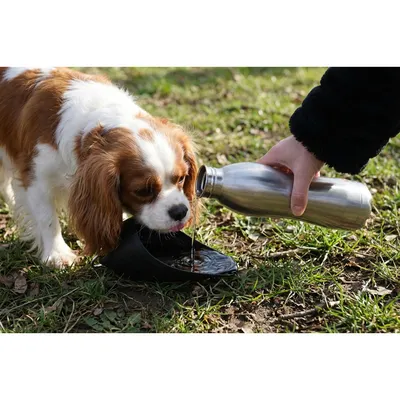 Gourde de Voyage en Inox avec Gamelle Intégrée NOMAD pour Chien - 750 ml