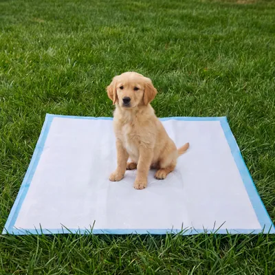 FEANDREA - Tapis Éducateurs pour Chiens - Ultra Absorbants FEANDREA - Tapis Éducateurs pour Chiens - Ultra Absorbants