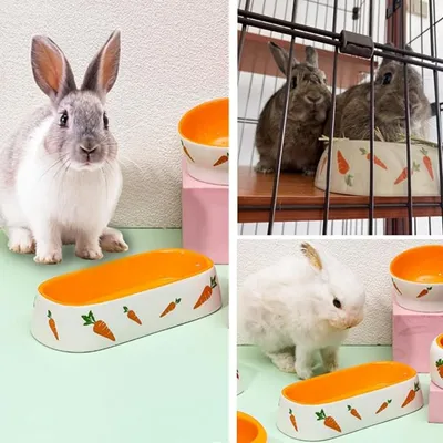 Zatte Gamelle Céramique pour Lapin et Petits Animaux - Stable Antidérapante