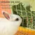 Zatte Râtelier à Foin Suspendu pour Lapins et Petits Animaux - Vert