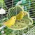 Zatte Miroir à Oiseaux avec Perchoir pour Perruches et Canaris - Vert Zatte Miroir à Oiseaux avec Perchoir pour Perruches et Canaris - Vert
