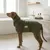 Caruso Hundebademantel Cozy Hug Caruso Hundebademantel Cozy Hug