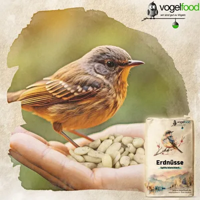 Erdnüsse Erdnusskerne Erdnusssplits (halbe und ganze Kerne) Marke Vogelfood