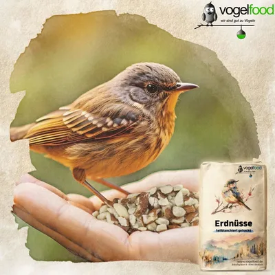 Erdnüsse Erdnusskerne gehackt teilblanchiert Bruch Marke Vogelfood Erdnüsse Erdnusskerne gehackt teilblanchiert Bruch Marke Vogelfood