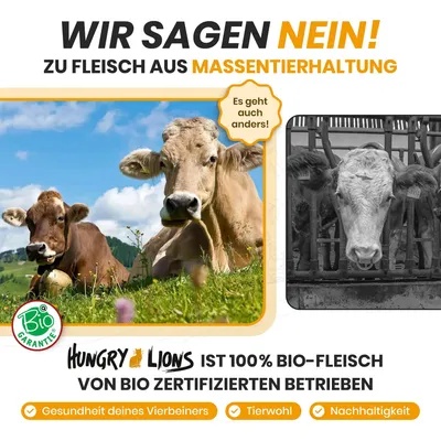 Hungry Lions - Hochwertiges BIO Katzennassfutter Hungry Lions - Hochwertiges BIO Katzennassfutter