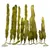 Aqua Della Plastikpflanze Caulerpa Aqua Della Plastikpflanze Caulerpa