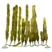 Aqua Della Plastikpflanze Caulerpa