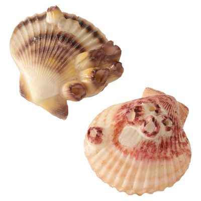 Aqua Della Aquariendekoration Sea Shell