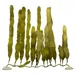 Aqua Della Plastikpflanze Caulerpa