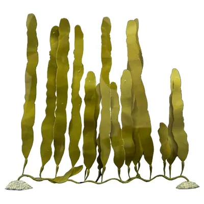 Aqua Della Plastikpflanze Caulerpa Aqua Della Plastikpflanze Caulerpa