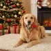 Pettimania Hundespielzeug X-Mas Rentier aus Stoff