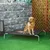 PawHut Cama para Perro PawHut Cama para Perro