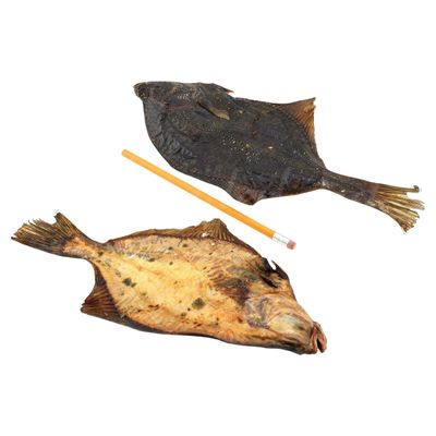 Lunderland Hundesnack Flunder 500 g