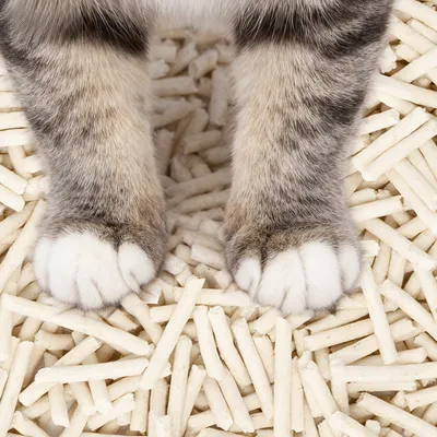 Nobleza Arena de Tofu para Gatos Nobleza Arena de Tofu para Gatos
