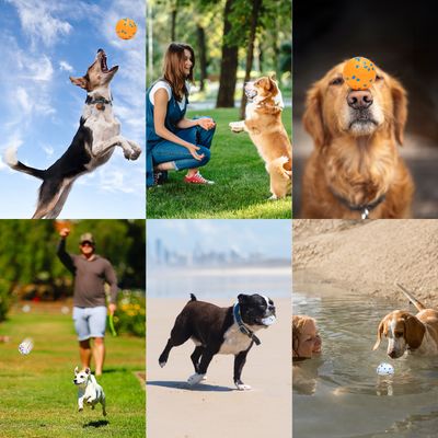 Nobleza Perro Pelota