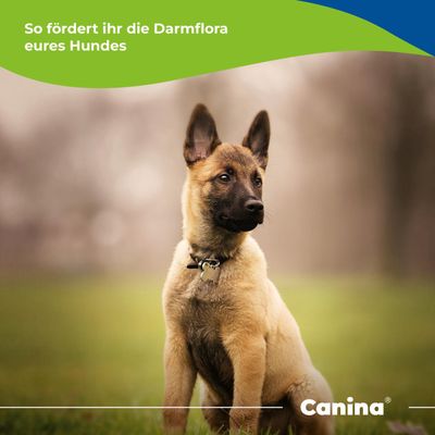 Canina KRÄUTER-DOC® WUMEX