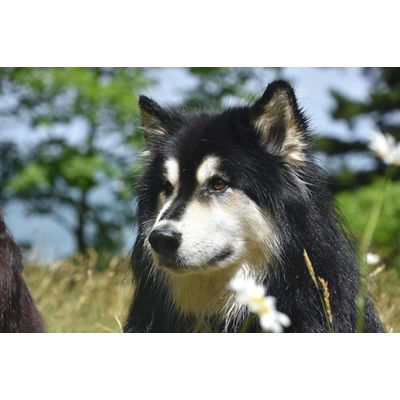 Canina Caniletten