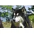 Canina Caniletten Canina Caniletten