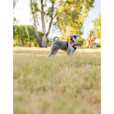 Canina Calcina Fleischknochenmehl