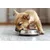 Canina Welpenkalk Pulver