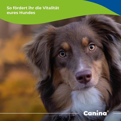 Canina Knoblauch Pulver