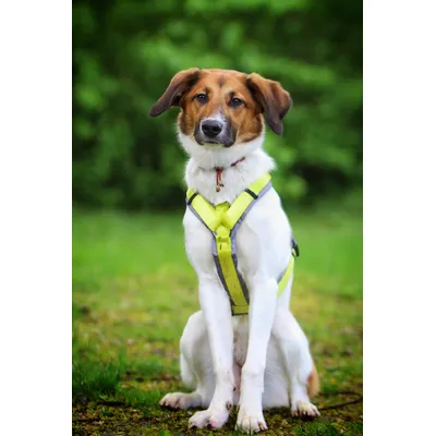 STUCH - Hundegeschirr - verstellbares Nylon Geschirr - gepolstert