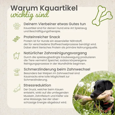 Kauartikel.com Rinder-Schulterblatt Mini Kauartikel.com Rinder-Schulterblatt Mini