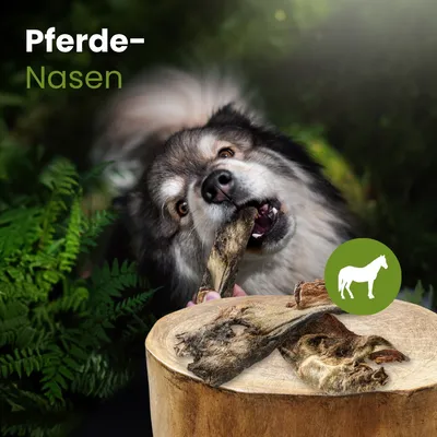 Kauartikel.com Pferde-Nasen Kauartikel.com Pferde-Nasen
