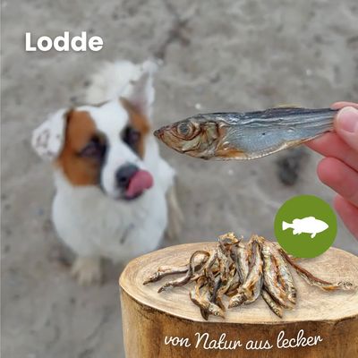 Kauartikel.com Lodde