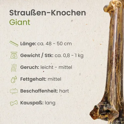Kauartikel.com Straußen-Knochen, Giant