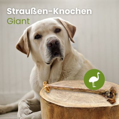 Kauartikel.com Straußen-Knochen, Giant
