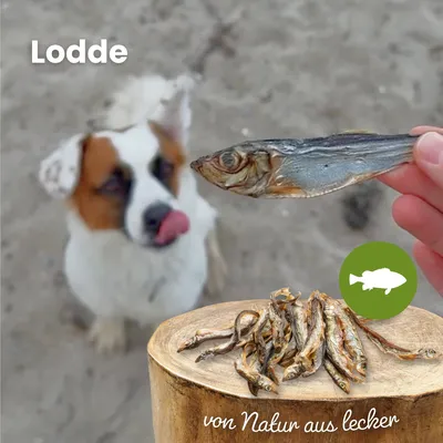 Kauartikel.com Lodde