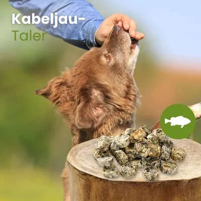 Kauartikel.com Kabeljau-Taler