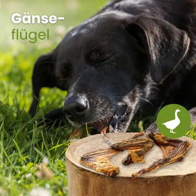 Kauartikel.com Gänse-Flügel