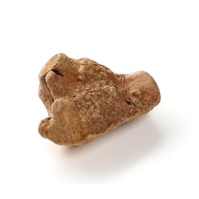 Kauartikel.com Ayka Kauwurzel