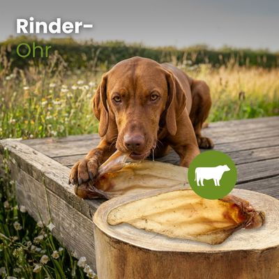 Kauartikel.com Rinder-Ohr