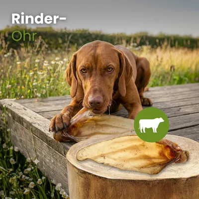 Kauartikel.com Rinder-Ohr
