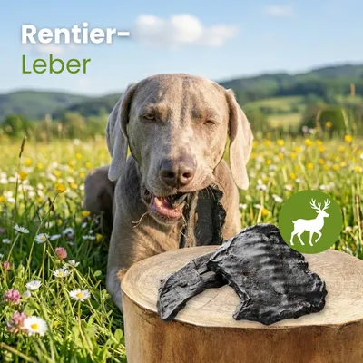 Kauartikel.com Rentier-Leber