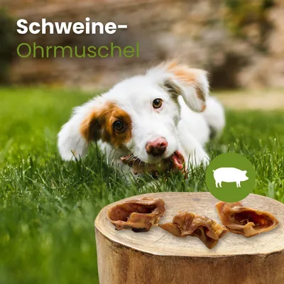 Kauartikel.com Schweine-Ohrmuschel