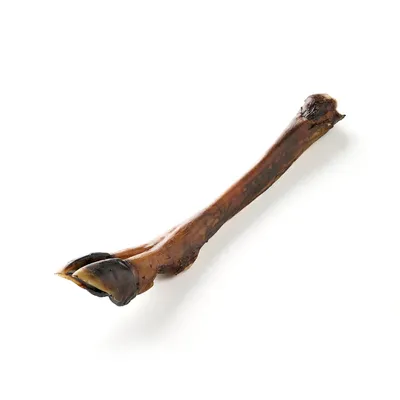 Kauartikel.com Hirsch-Vorderbein