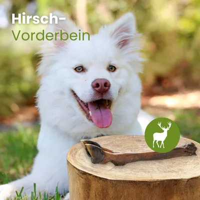 Kauartikel.com Hirsch-Vorderbein