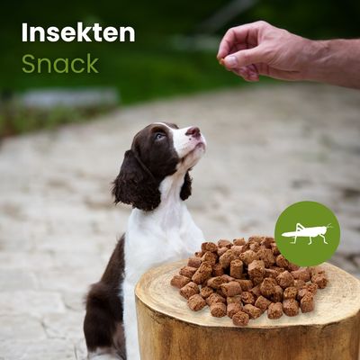 Kauartikel.com Insekten Snack