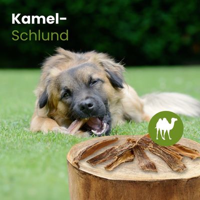 Kauartikel.com Kamel-Schlund