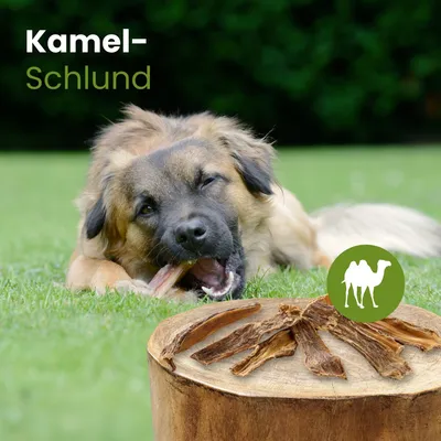 Kauartikel.com Kamel-Schlund