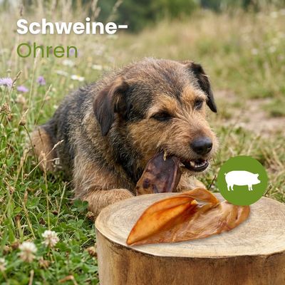 Kauartikel.com Schweine-Ohren