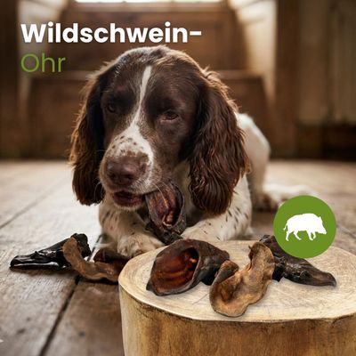 Kauartikel.com Wildschwein-Ohr