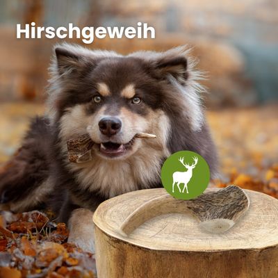 Kauartikel.com Hirschgeweih