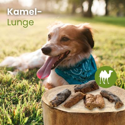 Kauartikel.com Kamel-Lunge